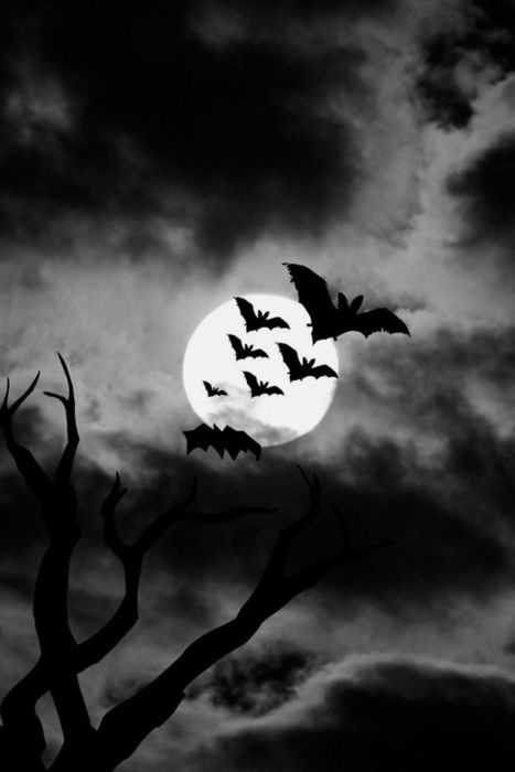 Tumblr is a place to express yourself, discover yourself, and bond over the stuff you love. It's where your interests connect you with your people. Protector Tattoo, Halloween Desktop Wallpaper, Spooky Background, Scary Bat, Bats Flying, Real Animals, Halloween Wallpaper Backgrounds, Halloween Things, Cute Bat