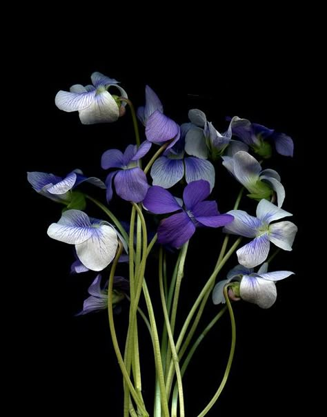 Sweet Violets, Violet Flower, Deco Floral, Flower Beauty, Birth Flowers, Flowers Nature, Beautiful Blooms, Love Flowers, Flowers Photography