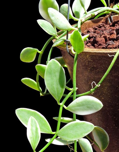 Dischidia oiantha -- Vining epiphyte to 10ft. Tiny white blooms Hoya Densifolia, Hoya Collection, Garden Foliage, Dischidia Oiantha, Indian Rope Hoya, Hoya Brevialata, Hoya Wayetii Variegata, Hoya Pachyclada Variegata, Hanging Gardens