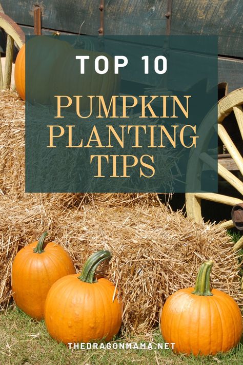 Grow your own pumpkin patch. Pumpkin Planting, Pumpkin Patch Garden, Miracle Grow, Planting Pumpkins, Shade Tent, Planting Tips, Patch Top, Growing Pumpkins, Amazon Affiliate Marketing