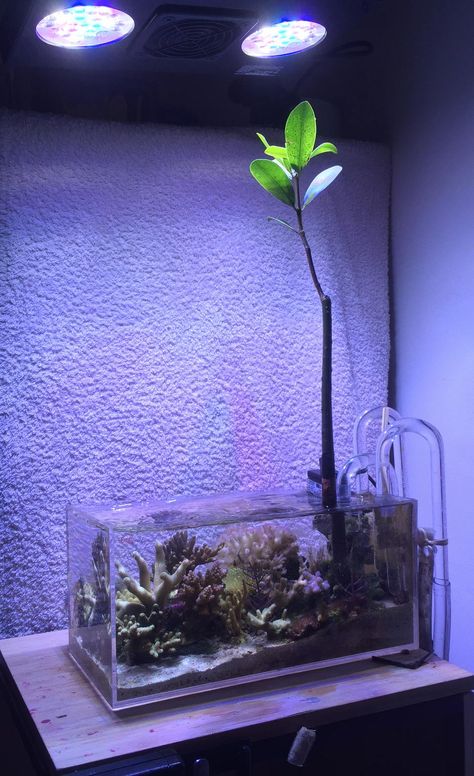 Since the volumes associated with a ‘true’ pico reef is quite restrictive, we tend to think of pico reef tanks as examples of simplicity, and exercises in minimalism. Pico Reef Tank, Lagoon Reef Tank, Aquarium Substrate Layers, Coral Reef Aquarium Saltwater Tank, Macroalgae Reef Tank, Nano Reef Tank, Aquascape Design, Nano Aquarium, Nature Aquarium