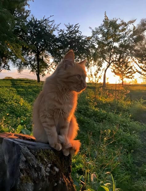 Cat In Field, Cats In The Sun, Cat In Nature, Hyperpop Wallpaper, Spring Cats, Heart Animals, Cat Summer, Cat References, Cat Language