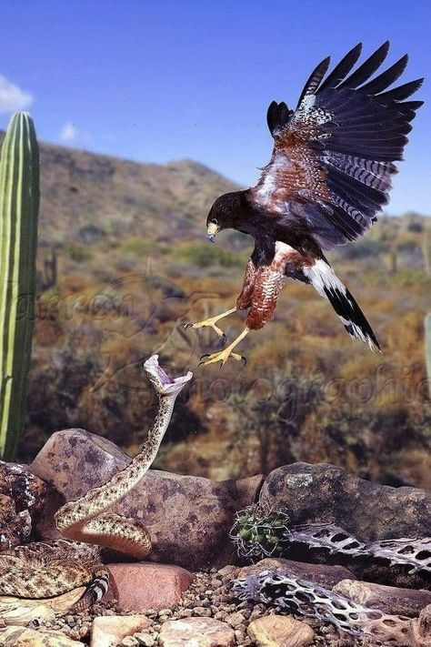 ❤❤ HAWK AND SNAKE... SO WHO WINS THIS FIGHT?? I'D PUT MY MONEY ON THE HAWK IF I WERE A BETTING PERSON!! ❤❤ Eagle Images, Eagle Pictures, Photography 101, Majestic Animals, Bird Pictures, Wildlife Animals, Pretty Birds, Bird Photo, Colorful Birds