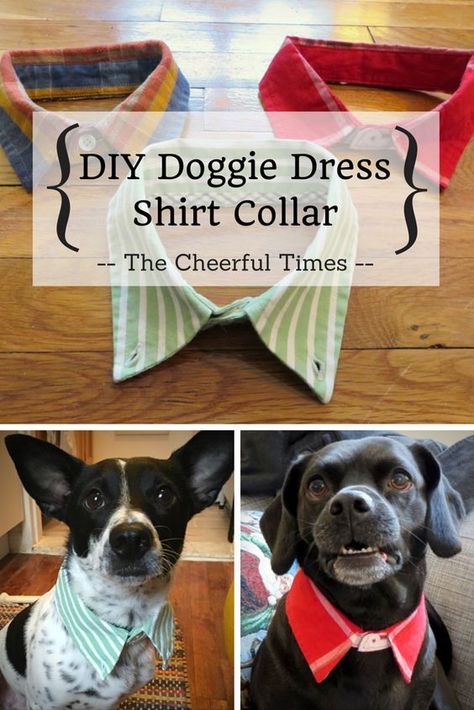 Diy Collar, Diy Dog Collar, Dog Clothes Patterns, Dog Projects, Collared Dress, Dog Crafts, Animal Projects, Diy Dog, Fun Craft