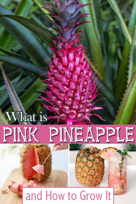 Pink Pineapple Recipe, Planting Pineapple Top, Planting Pineapple, Pineapple Guava, Growing Pineapple, Pineapple Top, Pineapple Recipes, Pink Pineapple, Pineapple Smoothie