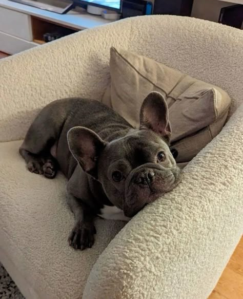 Its just perfect #dog #photography #photo #inspohome #inspofinds French Bulldog Aesthetic, Bull Dogs Frances, Baby French Bulldog, French Bulldog Mix, Gift Ideas Funny, French Dogs, Dog Mommy, French Bulldog Gifts, Bulldog Gifts