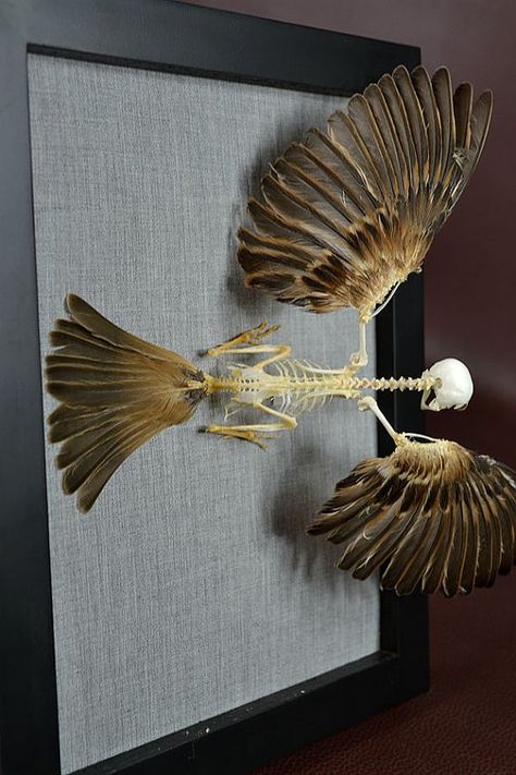 Real Bird Taxidermy Skeleton Open Wing Mounted On Frame ,Amazing Decoration Frame Birthday Gift on Etsy, $70.00 Harvest Goddess, Bird Doll, Frame Birthday Gift, Bird Taxidermy, Taxidermy Decor, Frame Birthday, Open Wings, Vulture Culture, Animal Anatomy