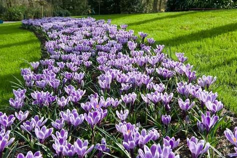 Net Storage, Crocus Bulbs, Windowsill Garden, Easy Plants To Grow, Crocus Flower, Fall Bulbs, Coastal Gardens, Spring Flowering Bulbs, Pale Purple