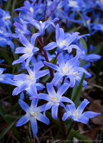 GLORY OF THE SNOW flowers Flower References, Glory Of The Snow, Early Spring Flowers, E Flowers, Snow Flower, Blue And Purple Flowers, Garden Stuff, Back Garden, All Flowers