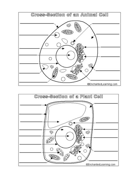 Animal And Plant Cell Worksheets Printable Plant Cell Drawing, Animal Cell Drawing, Animal Cell Organelles, Animal Cell Structure, Plant Cell Diagram, Cell Diagram, Cells Worksheet, Animal Cells, Cell Parts