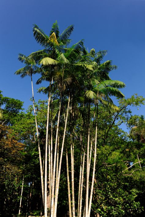 Acai Tree! Acai Tree, Surviving In The Wild, Poisonous Plants, Adventure Guide, The Rainforest, Amazon Rainforest, Fruit Plants, Jungle Animals, Fruit Trees