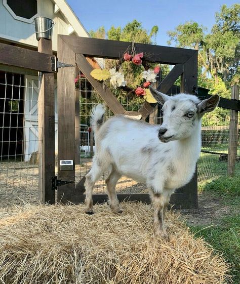 In A Jam Kate Canterbary, Goat Fencing, Goat Shelters, Goat Pet, Animal Wallpaper Cute, Pet Goats, Dark Morning, Goat Fence, Mini Sheep