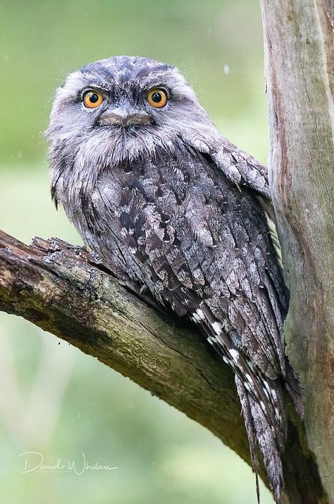 Tawny frogmouth | David Whelan Photography | Flickr Marketry Patterns, Frogmouth Bird, Tawny Frogmouth, Flora Photography, Owl Rocks, Australian Fauna, Watercolour Ideas, Nocturnal Birds, Art Challenges