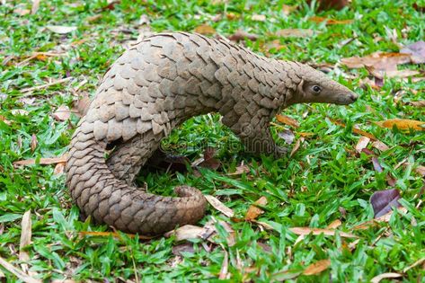 Java Pangolin manis javanica. On green grass. It was smuggled in Asia. Because i #Sponsored , #Ad, #Sponsored, #Pangolin, #javanica, #smuggled, #manis Indian Pangolin, Sunda Pangolin, Habitat Destruction, Endangered Animals, Traditional Medicine, Like Animals, Endangered Species, Java, Mammals