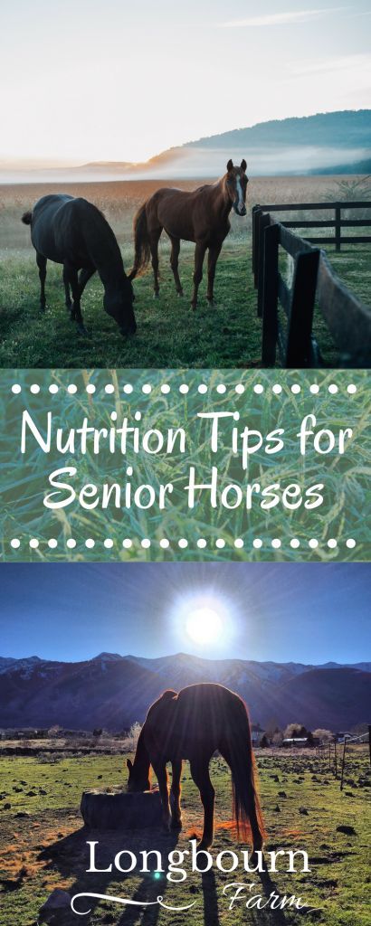 Horse Nutrition, Horse Care Tips, Bone Diseases, Bone Loss, Horse Tips, Senior Health, Horse Health, Healthy And Happy, Horse Care