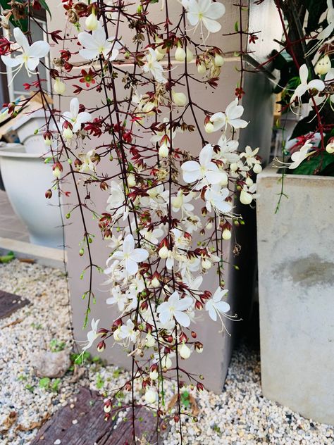 Clerodendrum Smithianum Clerodendrum Wallichii, Florida Gardens, Plant Shopping, Backyard Inspo, Garden Flower, Flower Garden, Planting Flowers, Florida, Cottage