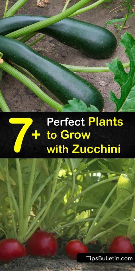 Find out what to grow with zucchini to repel pests like squash bugs and nematodes and attract beneficial insects. Use nasturtiums and marigolds to trap aphids. Try planting oregano to shade the soil and fast-growing radishes to mark the rows of zucchini plants. #zucchini #companion #plants Zucchini Companion Planting, Zucchini Companion Plants, Planting Zucchini, Grow Beans, Growing Radishes, Zucchini Plants, Squash Bugs, Cucumber Beetles, Vegetable Benefits