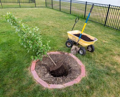 Tips On Moving, Tree Transplanting, Red Maple Tree, Large Trees, Maple Trees, Plant Hacks, Cedar Trees, Red Maple, Tree Care