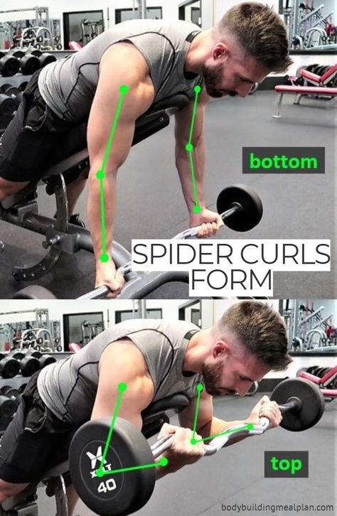 Spider Curl Form Spider Curls, Hypertrophy Training, Dumbbell Curls, Bicep Muscle, Preacher Curls, Muscle Man, Building Muscle, Chest Workouts, Biceps Workout