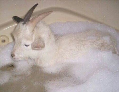 Baby Goat, A Goat, Bath