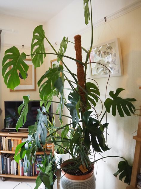 How to train your monstera around a support – HOUSEPLANTHOUSE Monstera Repotting, Monstera Care, Plant Training, Green Things, Cheese Plant, Garden Nursery, Big Plants, Creative Spaces, Big Leaves