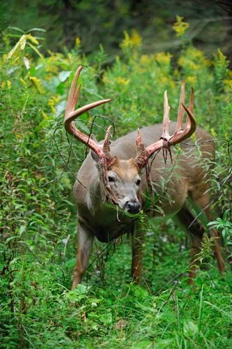 White-tailed Deer Antler Velvet Peeling Gets Ugly Deer Shedding Velvet, White Tail Deer, White Tail Deer Buck, White Tail Deer Photography, White Tale Deer, Big Deer Whitetail Bucks, Whitetail Deer Pictures, Deer Hunting Gear, Big Deer