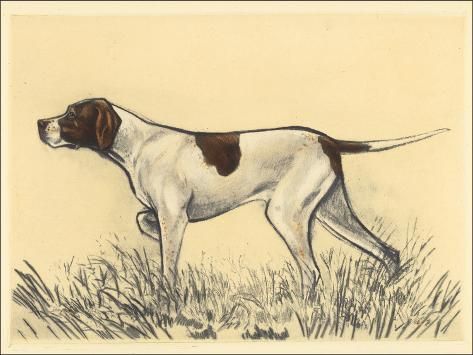 size: 24x18in Art Print: Hunting Dogs-Pointer by Andres Collot : Hunting Drawings, Hunting Cabin Decor, Pointer Puppies, Bluetick Coonhound, Hunting Art, Hunting Women, Pointer Dog, Bird Hunting, Bird Dogs