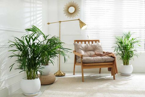 These are the types of palm trees that you can grow inside your house, according to experts. Small palm trees are a reminder that a vacation isn't far away—and these plants add gorgeous green texture to your interior. Indoor Vine Plants, Exotic House Plants, Plantas Exterior, Understory Plants, Indoor Vines, Tomato Pruning, Best Wall Colors, Small Palm Trees, Decorating Ideas With Plants