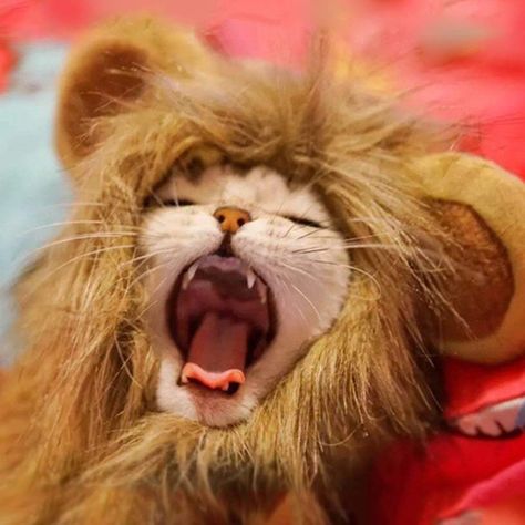 Cat Halloween Costume Pet, Lion Hair, Halloween Costume Cat, Pet Costumes Cat, Pet Lion, Lion Hat, Easter Festival, Cat Apparel, Lion Costume