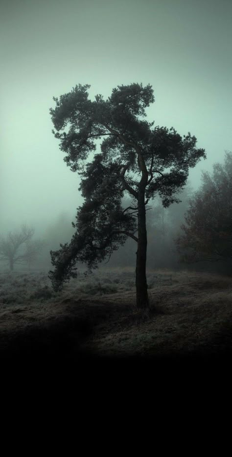 Dark Rain Wallpaper Iphone, Fog Photography, Whatsapp Theme, Dark Forest Aesthetic, Look Wallpaper, Dark Landscape, Dark Tree, As Wallpaper, Dark Nature Aesthetic