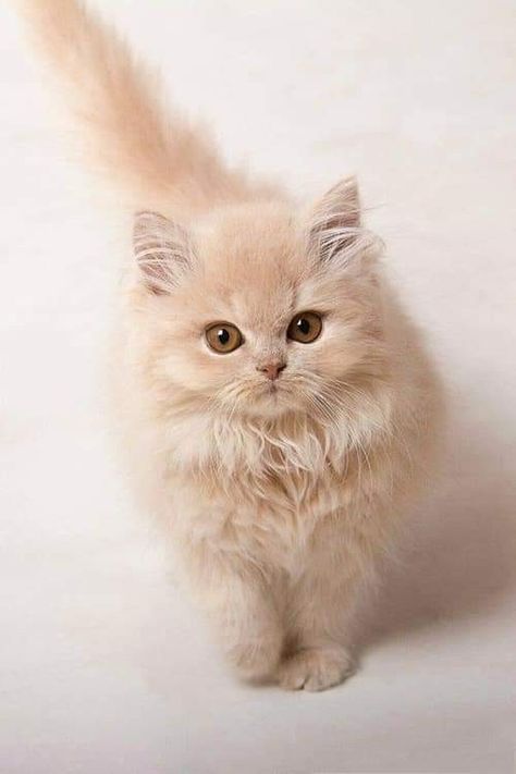 Fluffy Kittens, Söt Katt, Animal Videos, Cute Cats And Kittens, Cute Kittens, Cats Meow, Pretty Cats, Funny Animal