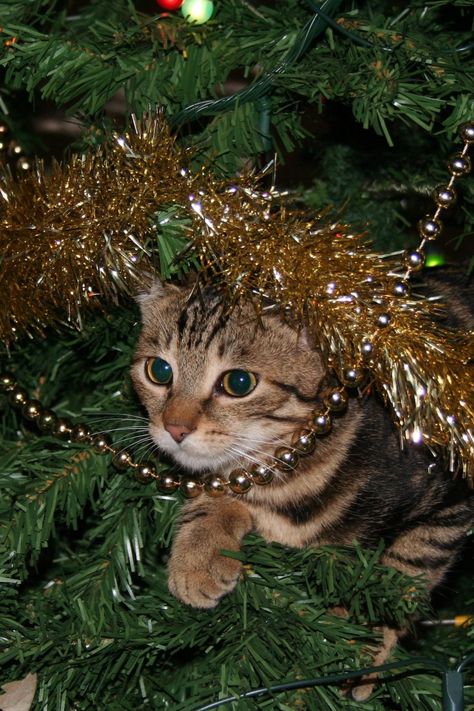 Why cats obsess over Christmas trees ... Christmas Tree Cat Proof, Cat Proof Christmas Tree, Cats And Christmas, Matching Christmas Pfp Friends, Christmas Tree Cat, Pet Advertising, How To Cat, Cat Proofing, Tree Cat