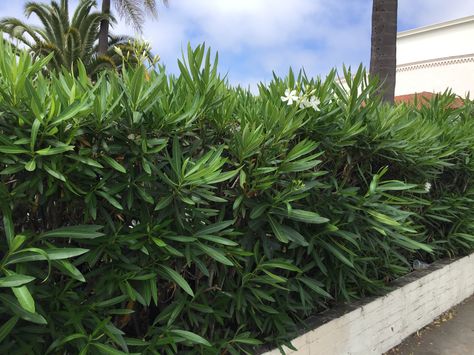 Oleander hedge at wall - fast growing, inexpensive. Oleander Privacy Hedge, Mediterranean Privacy Hedge, Cherry Laurel Hedge Privacy Fences, Portuguese Laurel Hedge, Tall Narrow Privacy Hedge, Boarder Plants, Oleander Plants, California Landscaping, Colorful Shrubs