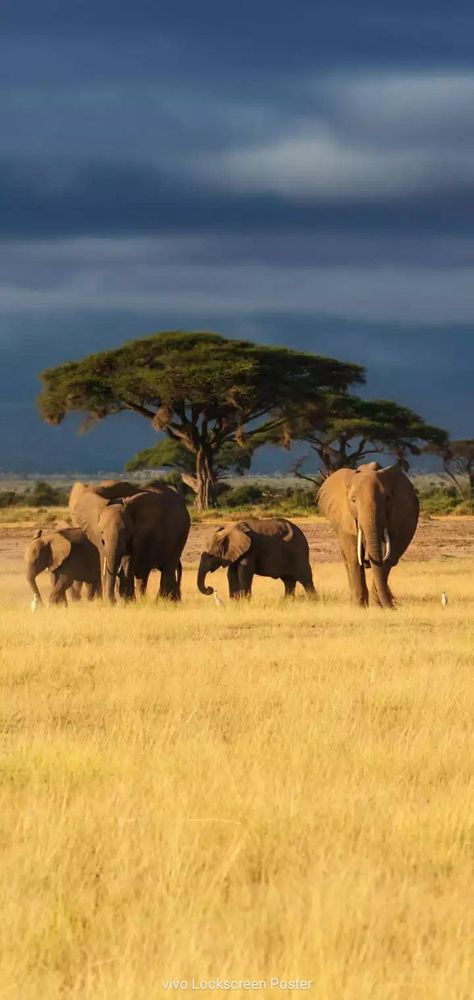 African Animals Photography, Elephant Habitat, Elephant Photography, African Jungle, African Skies, Endangered Wildlife, Africa Wildlife, Hd Nature Wallpapers, Wild Kingdom