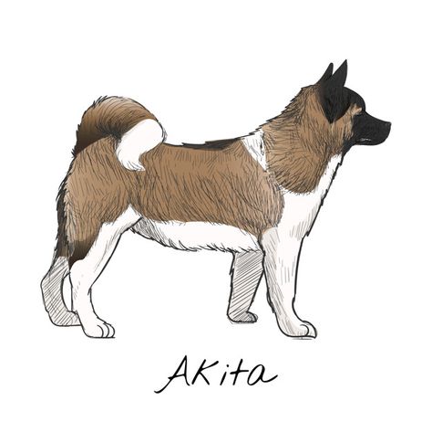 American Akita Dog, Kitty Tattoos, Dog Stock Photo, American Akita, Animals Illustration, Animal Illustration Art, Akita Dog, Dog Illustration, Dog Images