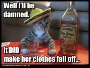 Tequila makes her clothes fall off I Hate Mondays, Cat Drinking, All I Ever Wanted, E Card, Funny Animal Pictures, Crazy Cat Lady, Bones Funny, Crazy Cats, Tequila