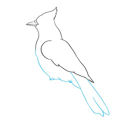 How to Draw a Blue Jay Step 07 Blue Jay Fine Line Tattoo, Blue Jay Drawing Easy, Fine Line Blue Jay Tattoo, How To Draw A Blue Jay, Blue Jay Outline, Blue Jay Tattoo Simple, Blue Jay Tattoo Black And White, Bluejay Drawing, Blue Bird Drawing