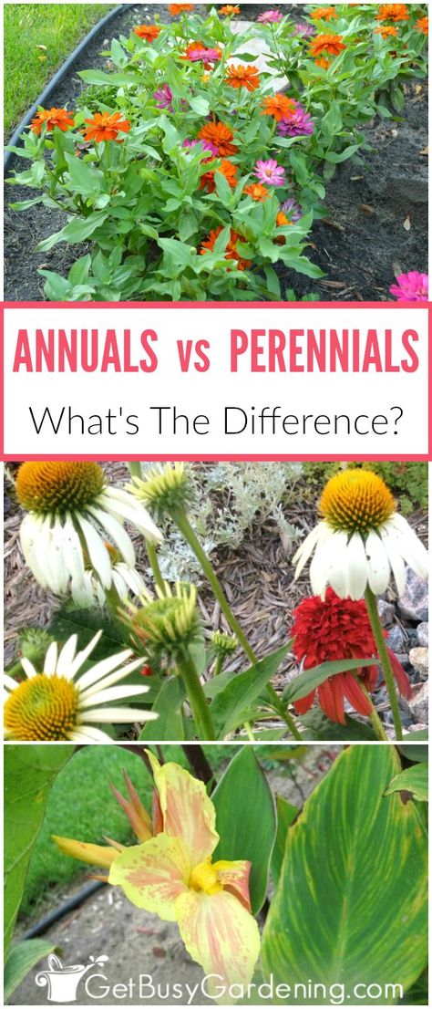 By definition, annuals are plants that need to be replanted every year, and perennial plants come back year after year. But, it’s not always that clear when shopping for plants. When it comes to annuals vs perennials, it depends on your growing zone. There are also tender perennials, hardy annuals, and biennials… and more! Beautiful Gardens Landscape, Plant Guide, Annual Flowers, Garden Care, Perennial Garden, Easy Garden, Landscaping With Rocks, Flowers Perennials, Annual Plants