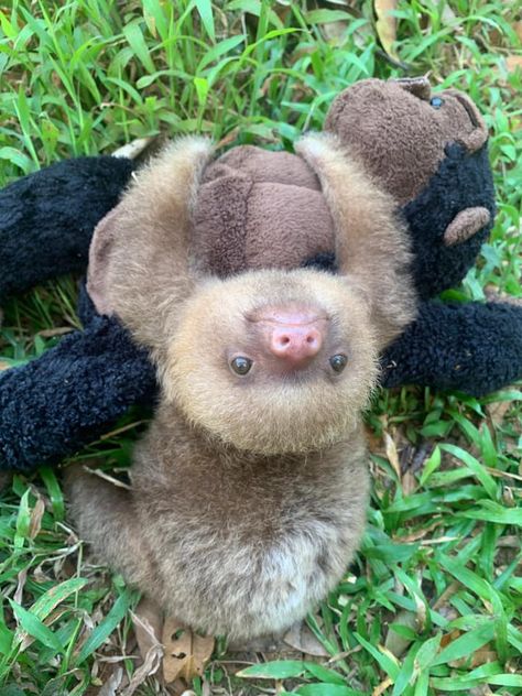 Primatologist Aesthetic, Aesthetic Animal Drawings, Sloth Plushies, Sloth Pictures, Pictures Of Sloths, Cute Sloth Pictures, Sloth Drawing, Sloth Cute, Funny Animal Art