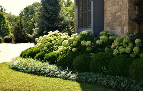 Boxwood And Hydrangea Landscaping, Boxwood Hedge Front Yard, Boxwood Fence, Boxwood Landscaping, Landscape Ideas Front Yard Curb Appeal, Hydrangea Landscaping, Cheap Landscaping Ideas, Yard Inspiration, Country View