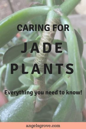 Caring for Jade succulents. Jades make easy beginner succulents! Here is everything you need to know on how to keep them healthy. Jade Care | Growing Jade | Jade succulent care | gardening jade | growing succulents Jade Plant Care, Jade Succulent, Jade Bonsai, Jade Tree, Jade Plant, Propagating Succulents, Hanging Succulents, Succulents Decor, Growing Succulents