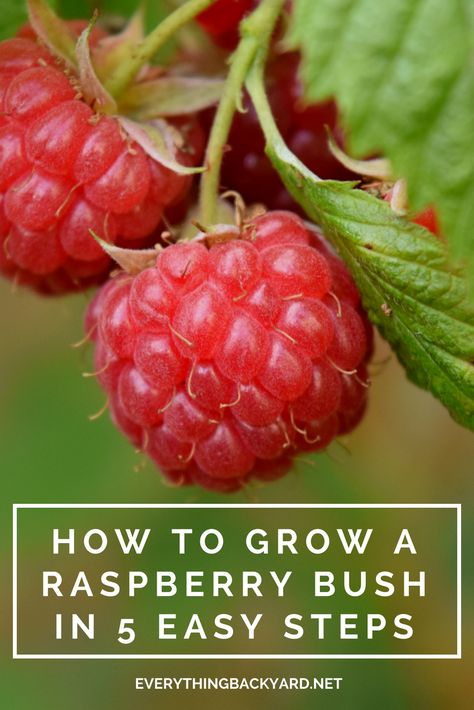 Raspberry Plant, Raspberry Trellis, Diy Haircare, Raspberry Bush, Growing Raspberries, Raspberry Plants, Coconut Oil Beauty, Fall Clean Up, Fruit Bushes