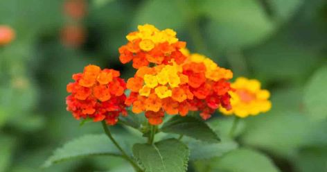 How To Propagate Lantana, Lantana Tree, Overwintering Plants, Evergreen Perennials, Clematis Care, Lantana Plant, Licorice Plant, Flower Tips, Texas Garden