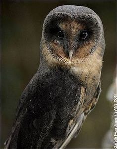 Sable, rare black barn owl... Black Barn Owl, Sooty Owl, Barn Owls, Animals Crossing, Black Owl, Black Barn, Owl Photos, Spirit Animals, Owl Pictures