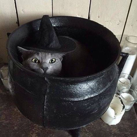 Witches Cat, Cats Tumblr, Chat Halloween, Cat Language, Funny Tumblr, Gray Cat, Witch Cat, Cat Cat, Cats Meow