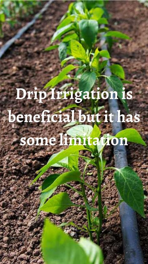 Drip irrigation is a wider and advanced technique used in fruits and some vegetables. Where else could be? #drip irrigation #drip irrigation diy #drip irrigation system #drip irrigation system design #drip irrigation for raised beds #drip irrigation diy plastic bottles #drip irrigation system diy #drip irrigation for containers Irrigation For Raised Beds, Diy Plastic Bottles, Drip Irrigation System Design, Diy Drip Irrigation System, Raised Bed Irrigation, Irrigation System Design, Irrigation System Diy, Irrigation Diy, Drip Irrigation Diy