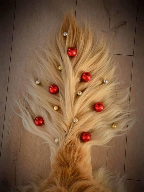 Golden Retriever Christmas Tree Tail. Dog Christmas Photos, Dog Christmas Pictures, Golden Retriever Gifts, Golden Retriever Christmas, Golden Retriever Mix, Dog Photoshoot, Golden Retriever Puppy, Golden Rule, Dog Photography