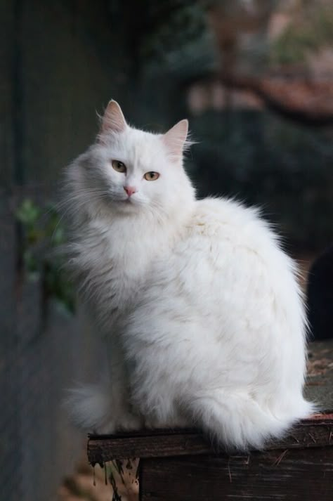 Turkish Angora Angora Cat, Turkish Angora Cat, Angora Cats, Turkish Angora, Cat Tattoos, Cat Anime, Fitness Home, House Cat, Norwegian Forest Cat