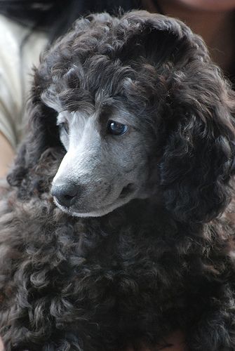 Silver or Blue poodle pup. I had one like this for 17 yrs, Skipper.  Elsie Anjing Poodle, Silver Poodle, Pretty Dog, Poodle Puppy Standard, Poodle Cuts, Black Poodle, Poodle Grooming, Poodle Puppy, Standard Poodle