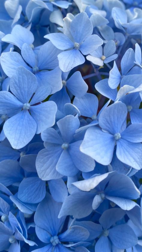 Blue Hydrangea Aesthetic, Hydrangeas Photography, Blue Flower Aesthetic, Hydrangea Photography, Hydrangea Aesthetic, Spring Summer Aesthetic, Casual Instagram, Flower Hydrangea, Hydrangea Blue